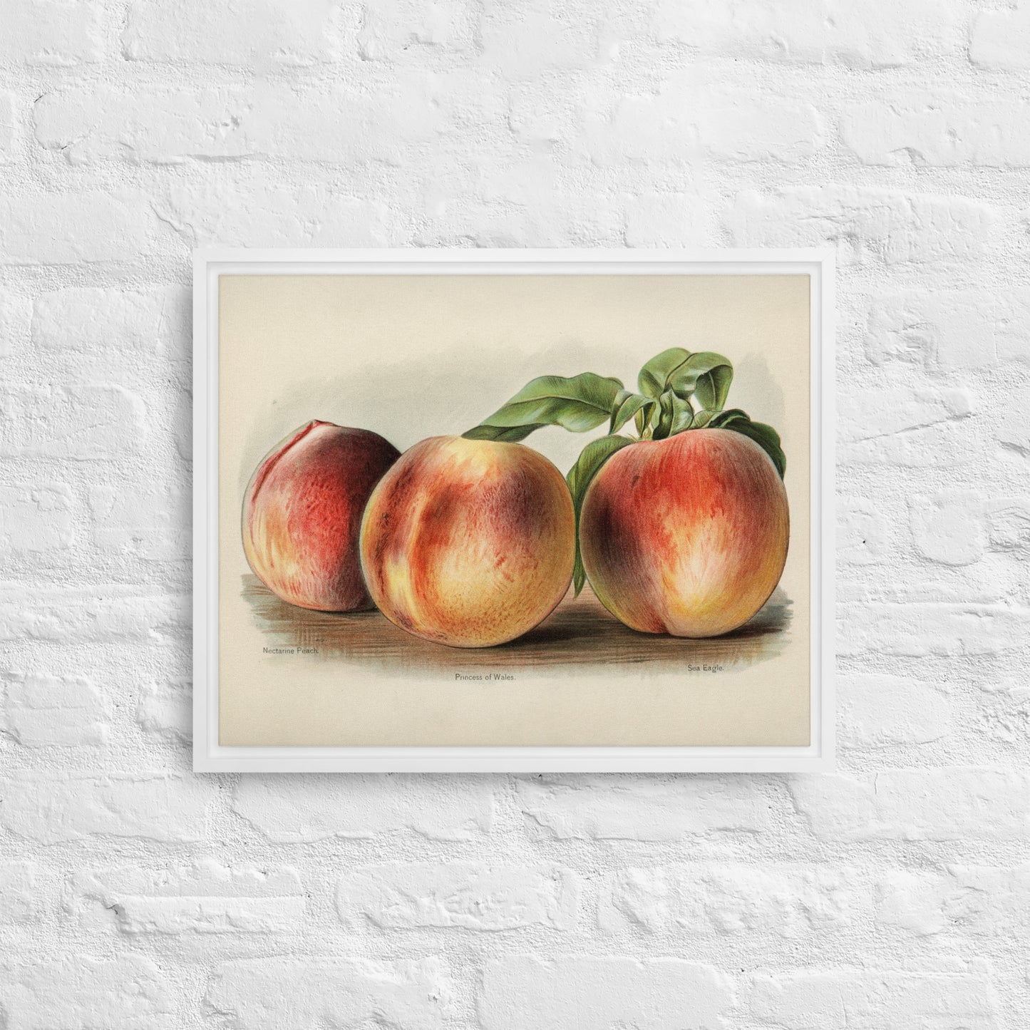 Peaches Framed canvas