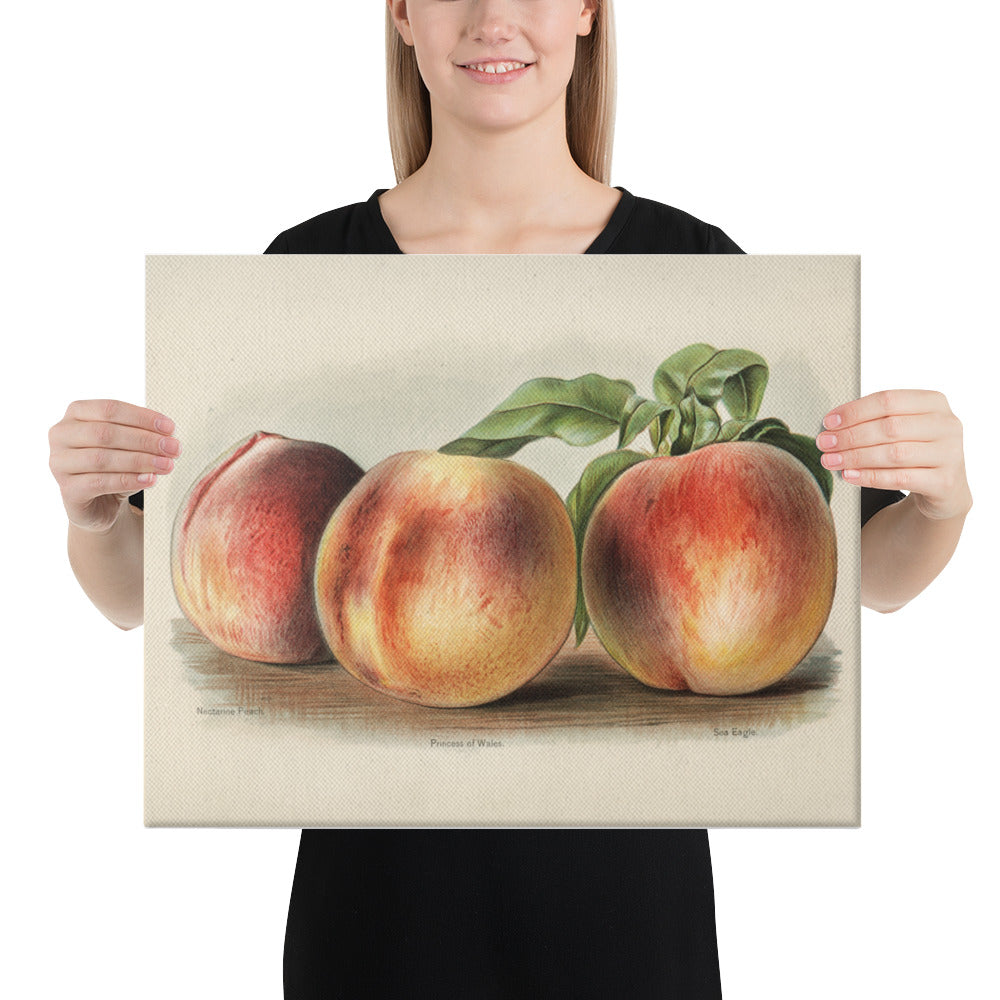 Peaches Canvas