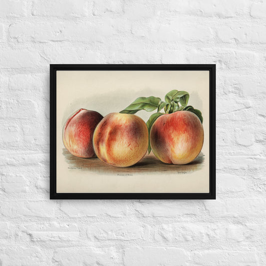 Peaches Framed canvas