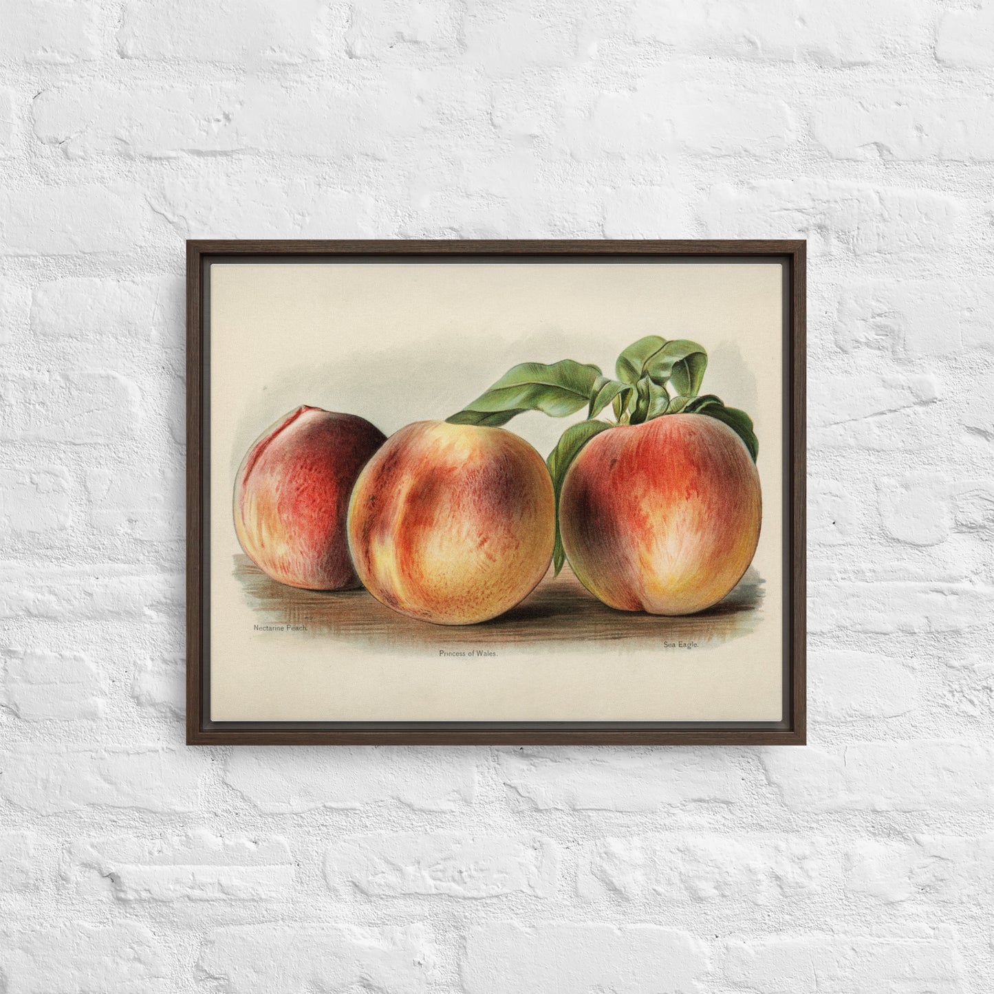 Peaches Framed canvas